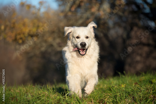 happy golden retriever dog running outdoors in spring