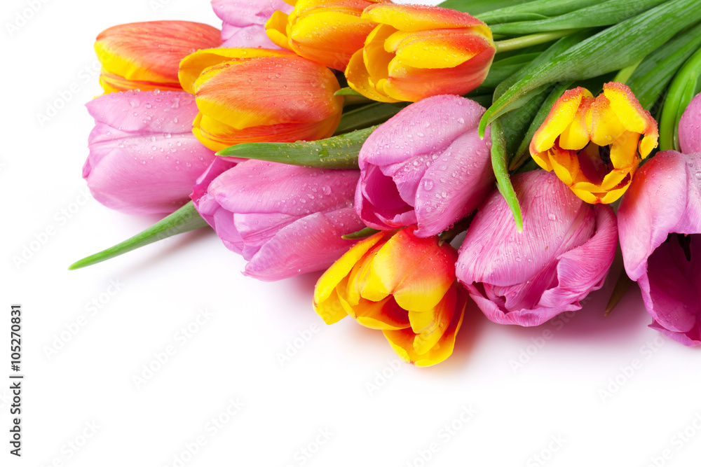 Fresh colorful tulip flowers bouquet Fresh colorful tulip flowers bouquet