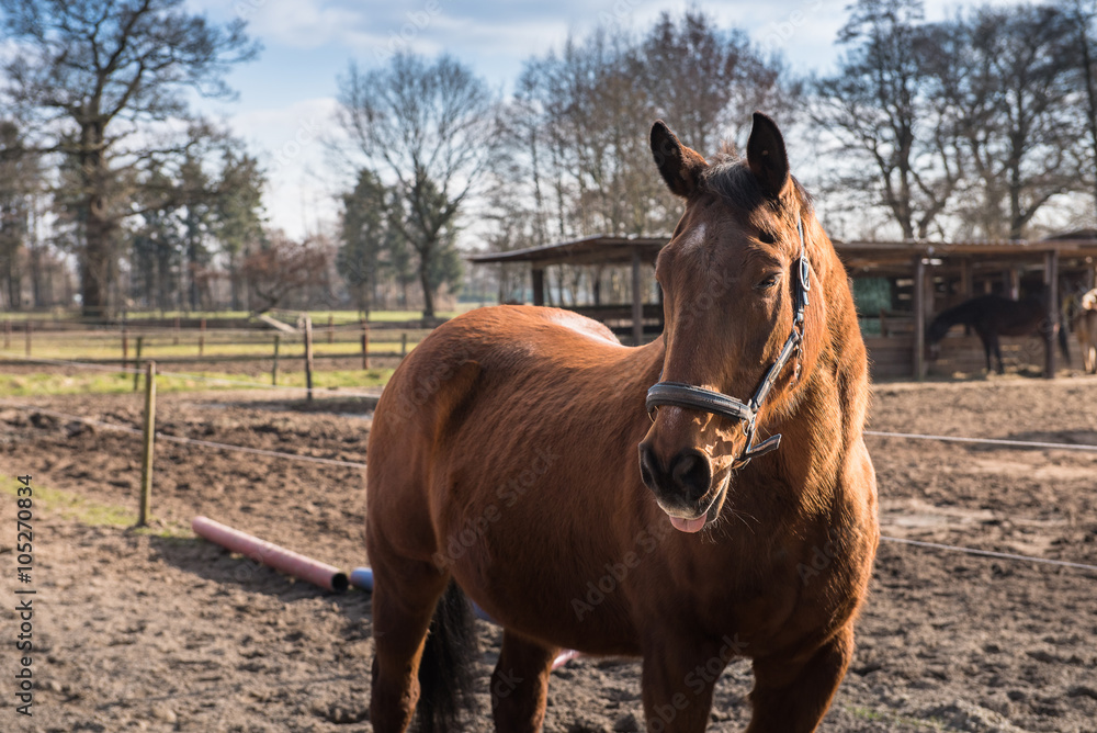 Fototapeta premium Horse on farm