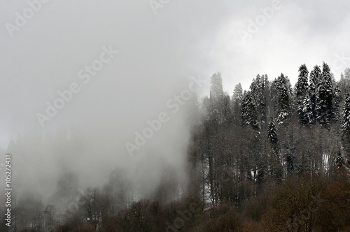 Snowcovered trees at top of mountain are shrouded in mystical fog © dojo666