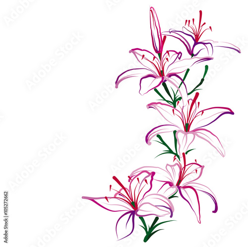 Fototapeta Naklejka Na Ścianę i Meble -  Lilies (Hemerocallis). Hand drawn vector illustration on white background