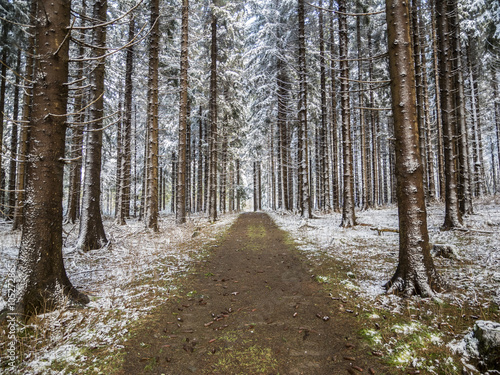 Verschneiter Wald/ein Weg im verschneiter Winterwald