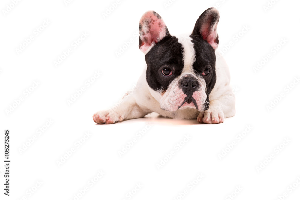 Fototapeta premium French Bulldog puppy