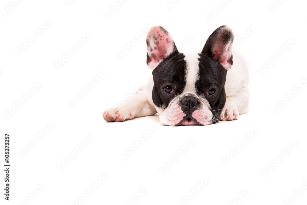 French Bulldog puppy