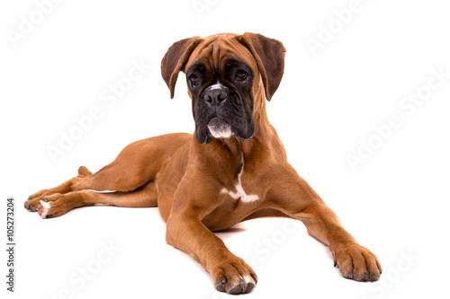 Fototapeta Naklejka Na Ścianę i Meble -  Beautiful boxer puppy