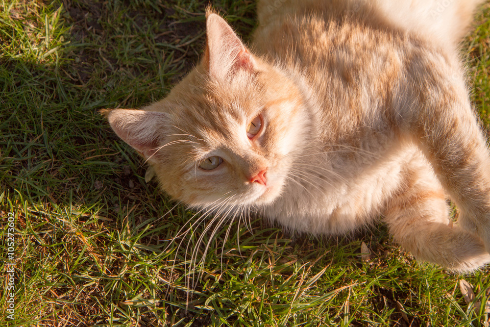 Red cat on a lawn in the sun