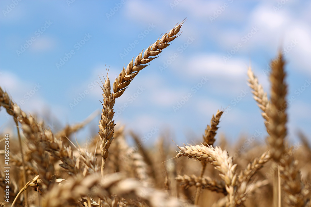Fototapeta premium Wheat Field and Blue Sky