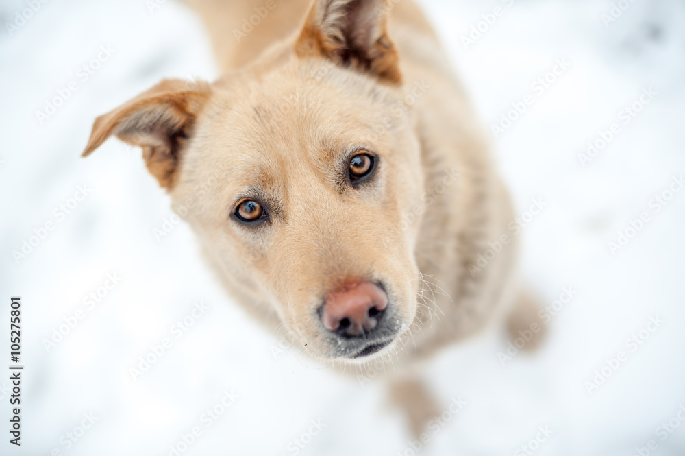 Close-up non-pedigree dog portrait