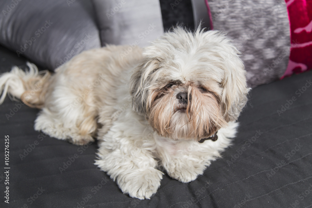 Cute puppy shi tzu dog lying on a sofa Cute puppy shi tzu dog lying on a sofa