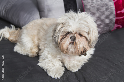 Cute puppy shi tzu dog lying on a sofa © jordieasy