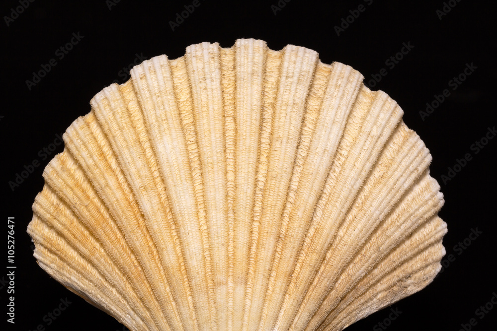 bivalve sea shell isolated on black background