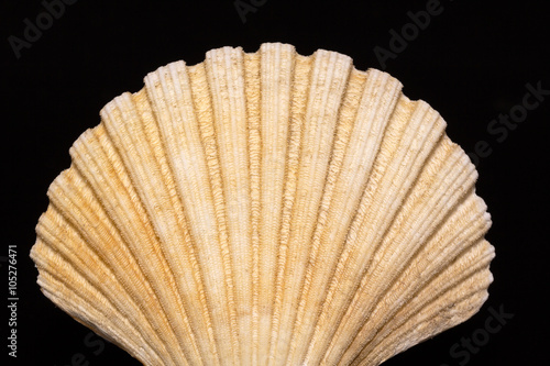 Obraz na płótnie bivalve sea shell isolated on black background w salonie