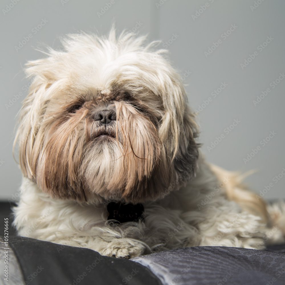 Serious quiet cute furry Shi Tzu pet dog portrait