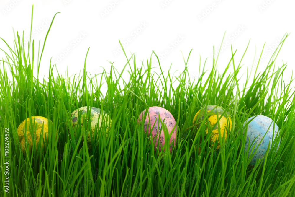 Fototapeta premium Easter eggs in grass 