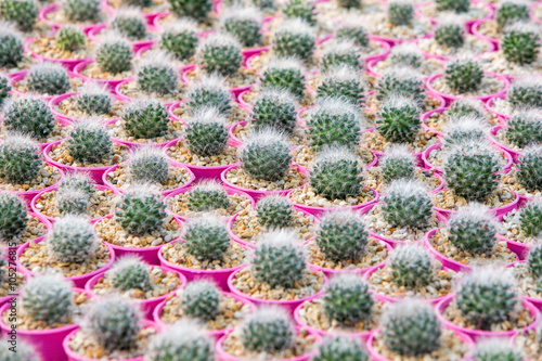 Green succulent plant