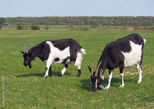 Domestic goats  grazing on green meadow    © goldika