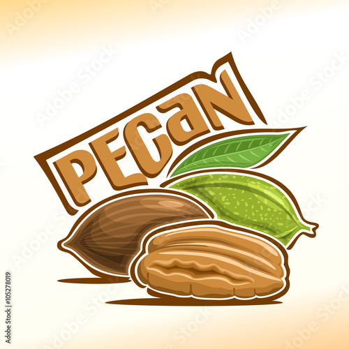 Vector illustration on the theme of the logo for pecan nuts, consisting of peeled half pecan nutlets and two nuts in the nutshell with green leaf