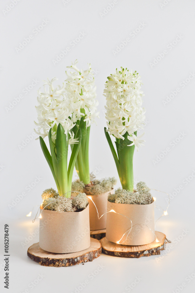 white hyacinths on a light background white hyacinths on a light background