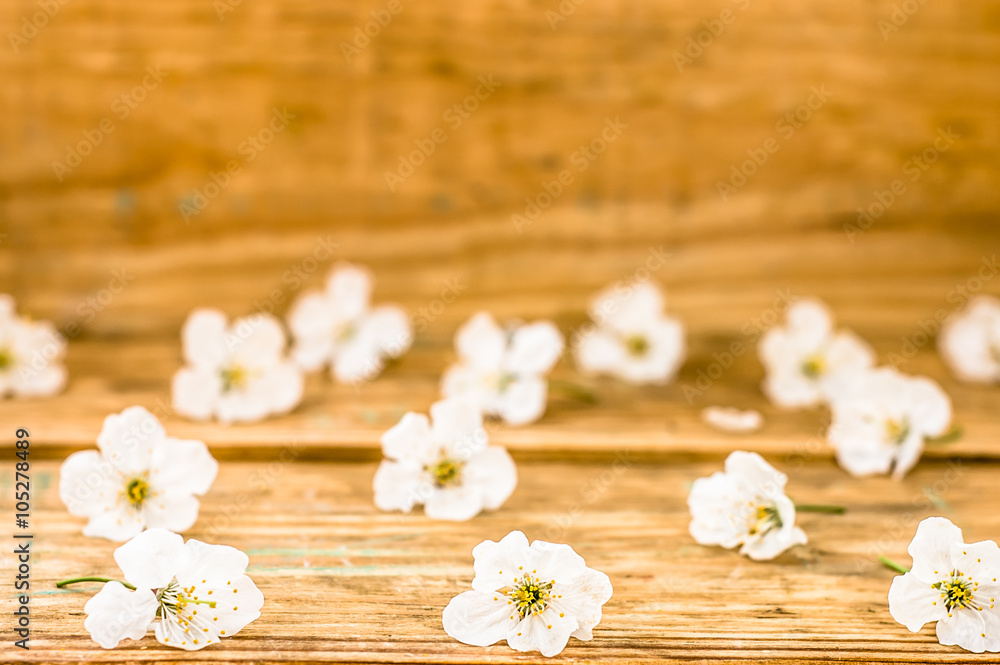 Wooden background with white blossom petals, copy space