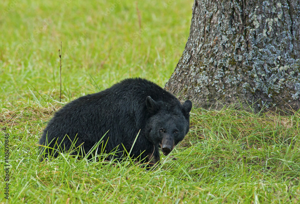 Fototapeta premium Large Black Bear eating walnuts in Cades Cove.