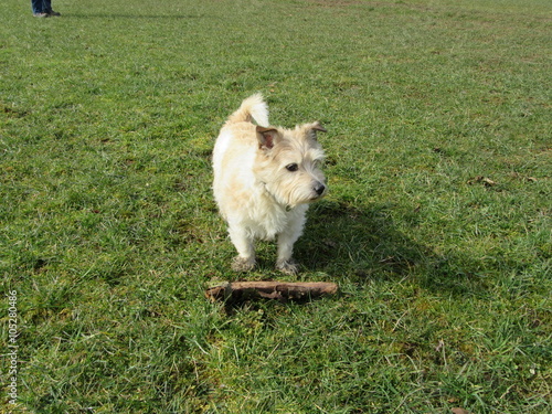 Jack Russell with sticl  photo