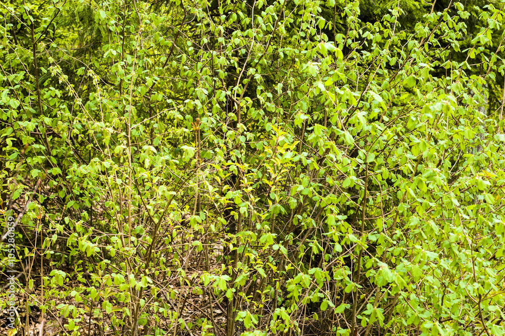 Young spring leaves on a twig of tree in the forest Young spring leaves on a twig of tree in the forest