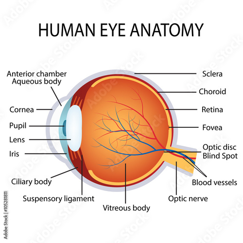Human eye anatomy