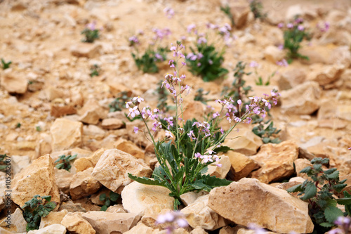 Lonely purple flower growing on dried cracked earth