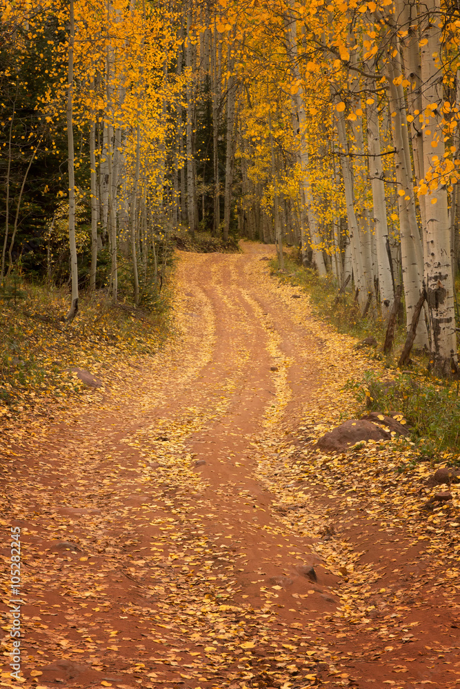 Naklejka premium Dirt Road through the Fall trees
