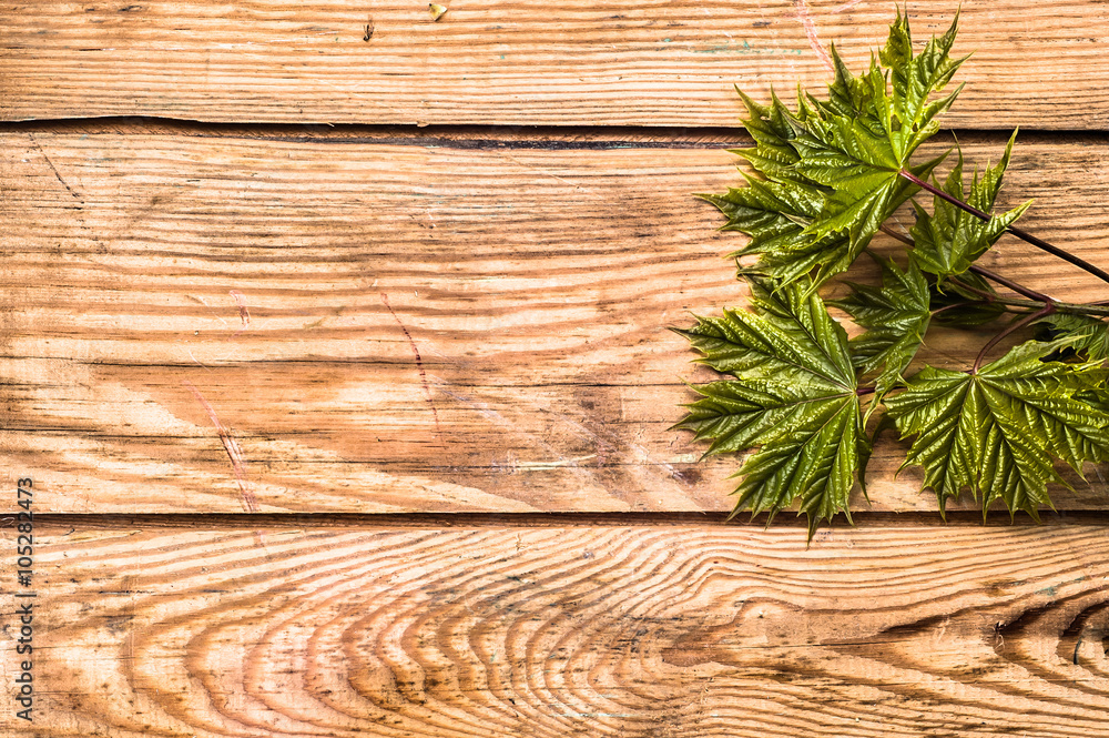 Spring maple leaves over wooden background with copy space Spring maple leaves over wooden background with copy space
