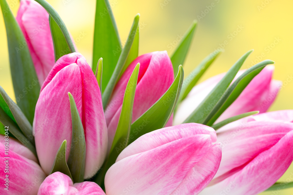 Spring flowers. Tulip bouquet on the bokeh background.