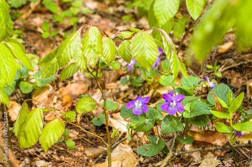 Violet in the spring forest