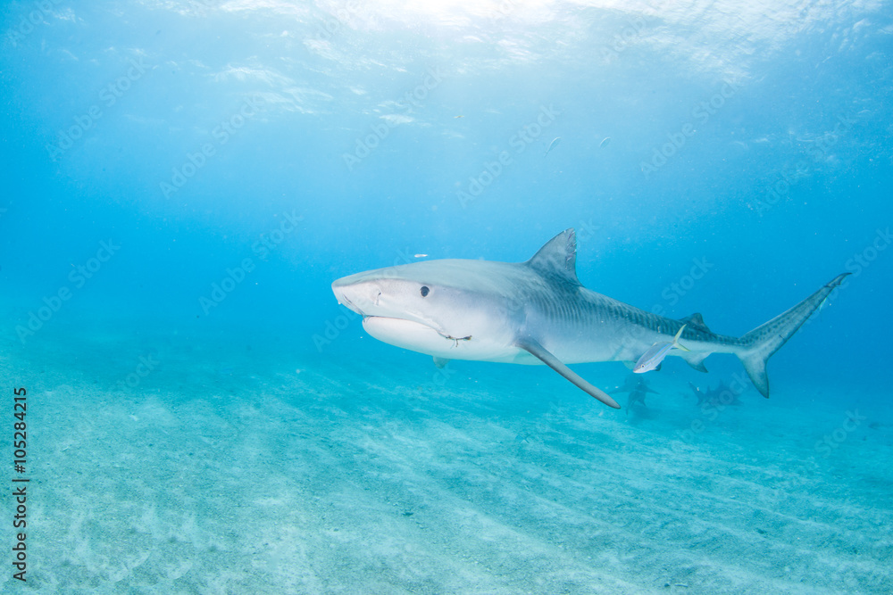 Fototapeta premium Tiger shark