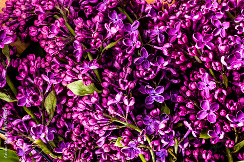 Lilac flowers background texture © alicja neumiler