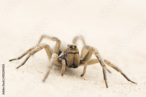 Wolf Spider in the sand in the desert of Texas