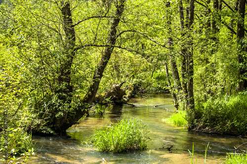 Beautiful landscape with river in the forest at spring