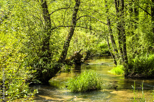 River among trees, forest by the river at spring. Springtime landscape with fresh young leaves on tree branches. © alicja neumiler