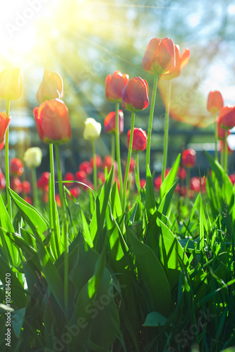Field of red colored tulips