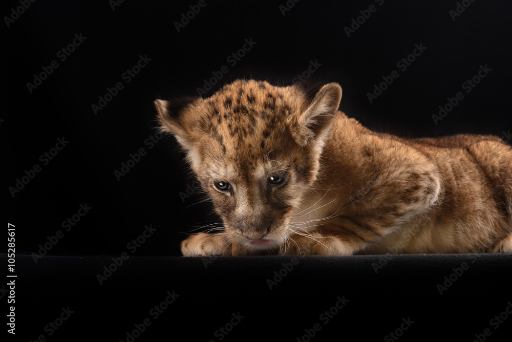 Obraz premium little lion cub on black background