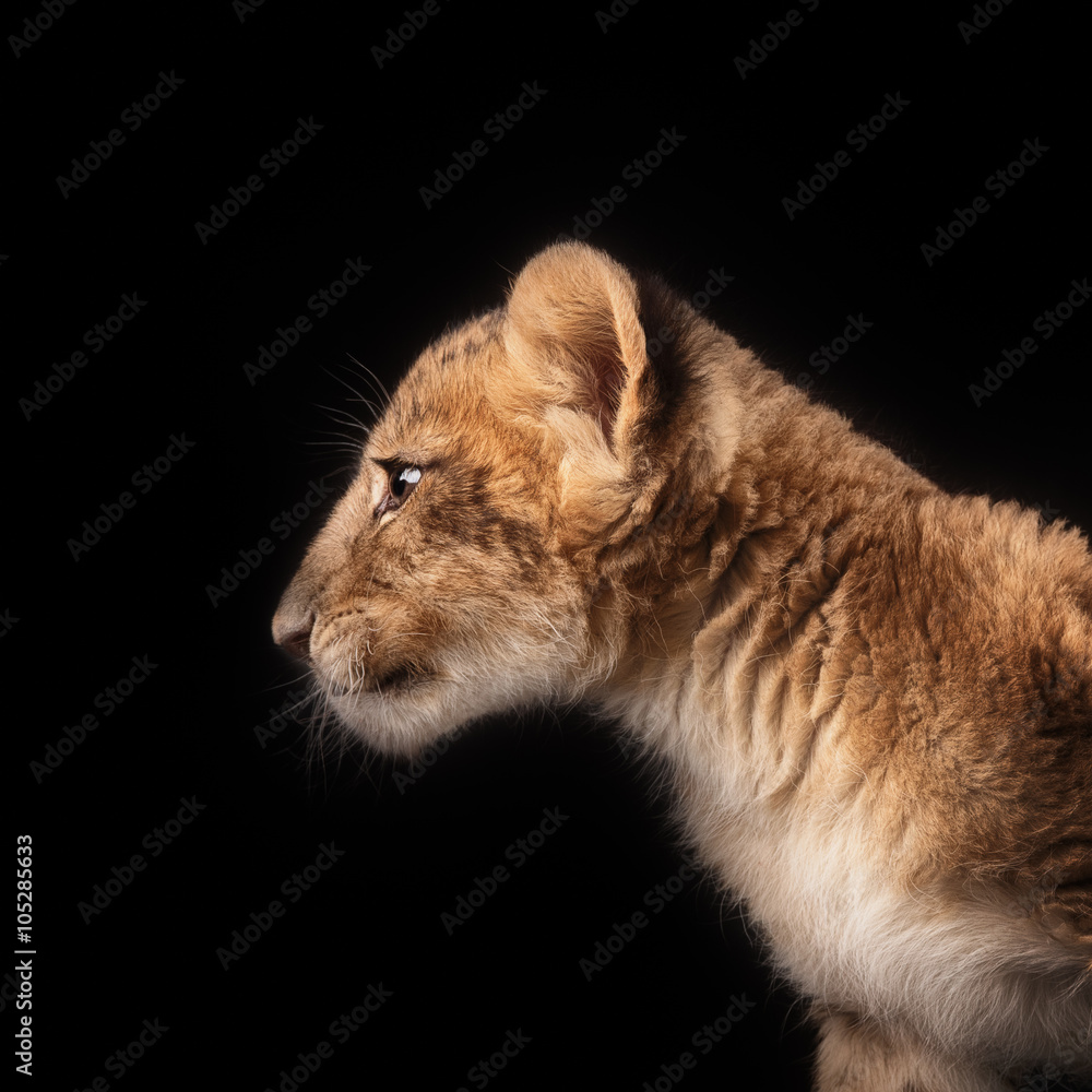 Fototapeta premium little lion cub on black background
