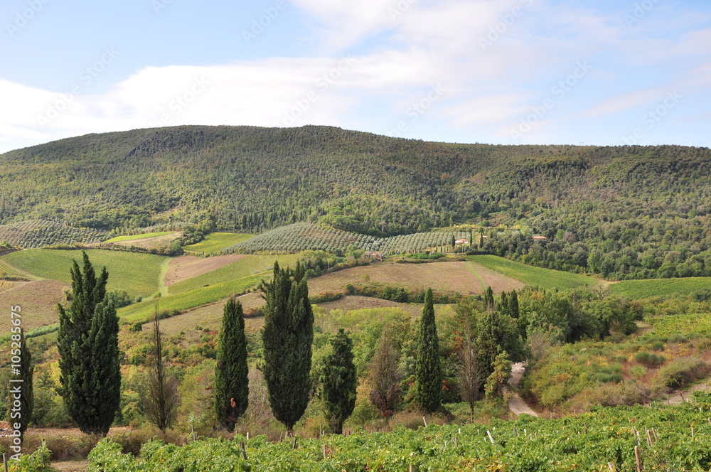Fototapeta premium toskania