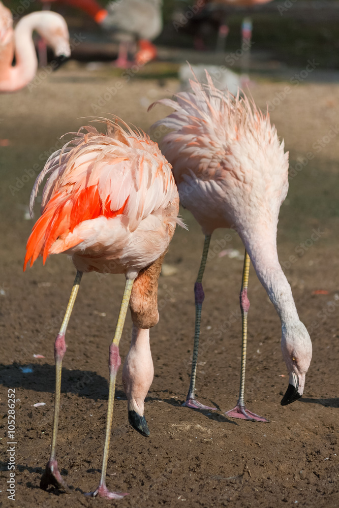 Two flamingos