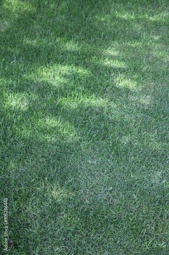 A newly seeded, well fertilized and recently mowed lawn photo