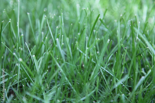 A newly seeded, fertilized and mowed lawn, close-up