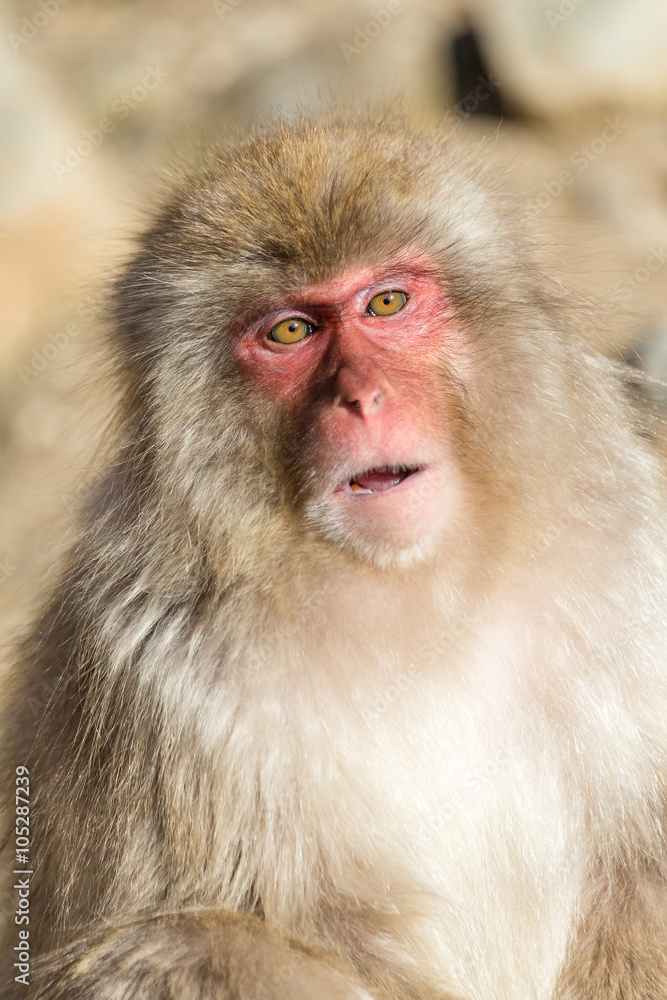 Monkey Monkey