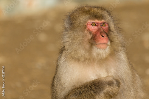 Monkey © leungchopan