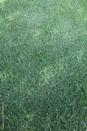 A newly seeded, fertilized and mowed lawn photo