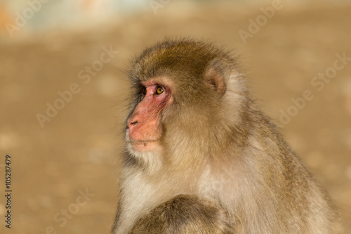 Monkey in wildlife © leungchopan