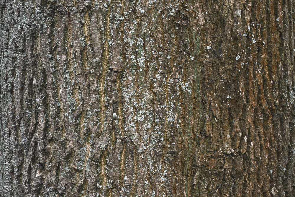 Obraz premium кора, текстура натуральная