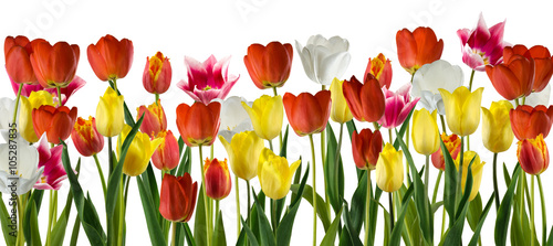 Fototapeta Naklejka Na Ścianę i Meble -  Isolated image of a tulip closeup